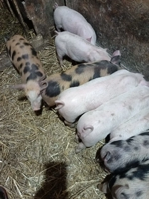 De vânzare 10 purceluși 8 săptămâni 