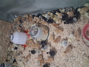 Pui de rasa mixta,kabir,de oua