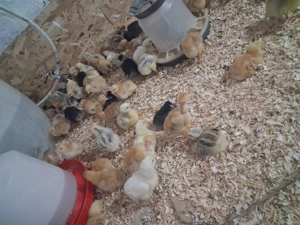 Pui de rasa mixta,kabir,de oua - imagine 3