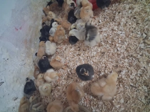 Pui de rasa mixta,kabir,de oua - imagine 2