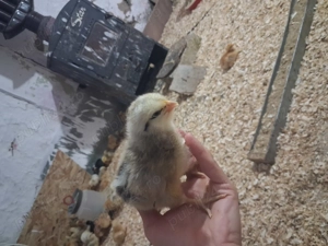 Pui de rasa mixta,kabir,de oua - imagine 4