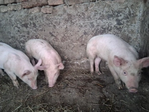 porci de vanzare  - imagine 3