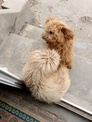 Vând câini rasa pudel pitic - imagine 4