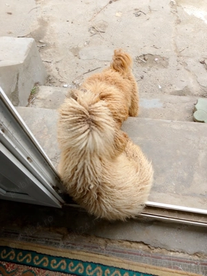 Vând câini rasa pudel pitic - imagine 5