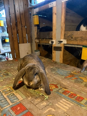 Berbec german  - imagine 2