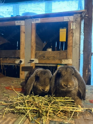 Berbec german  - imagine 5