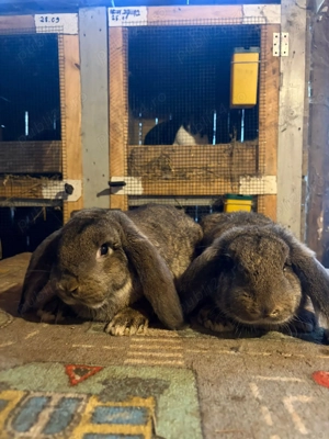 Berbec german  - imagine 4