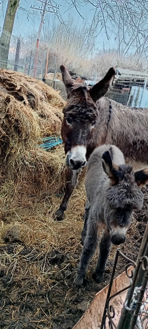 vând măgăriță proaspăt fătată cu fetița langa ia  - imagine 4