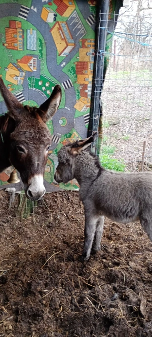 vând măgăriță proaspăt fătată cu fetița langa ia  - imagine 3