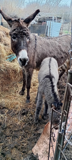 vând măgăriță proaspăt fătată cu fetița langa ia  - imagine 5