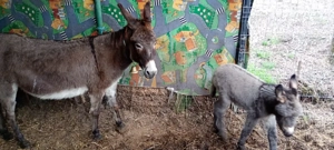 vând măgăriță proaspăt fătată cu fetița langa ia  - imagine 2
