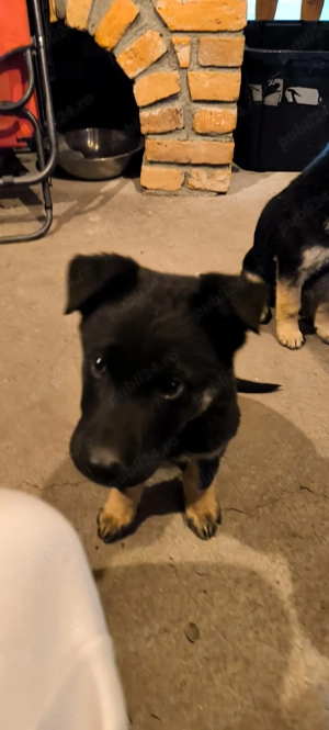 Pui ciobănesc german