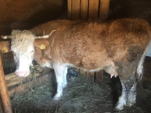 vand vaca baltata romaneasca 