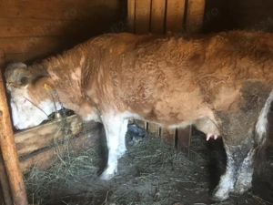 vand vaca baltata romaneasca  - imagine 2