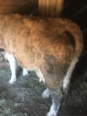 vand vaca baltata romaneasca  - imagine 3