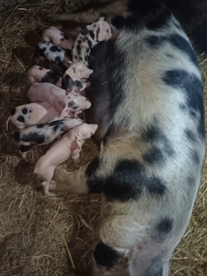 Vând scroafa cu purcei 