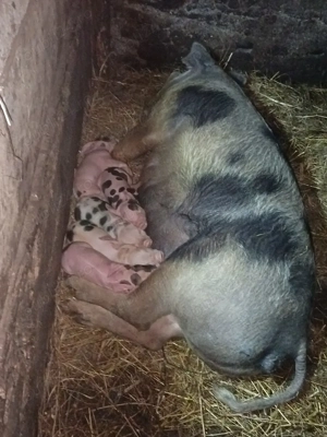 Vând scroafa cu purcei 