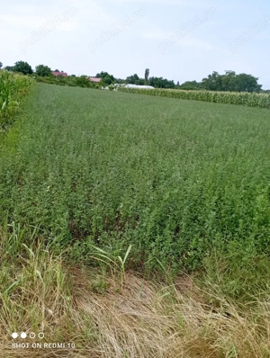 Vând baloți lucernă 