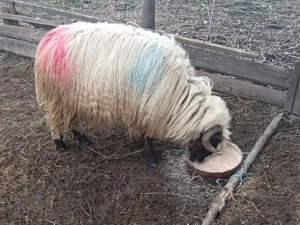 Vând mior  - imagine 4