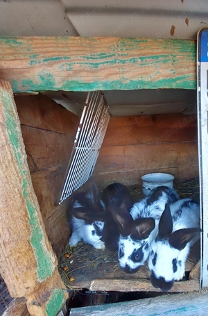 Iepurași fluture german  - imagine 4