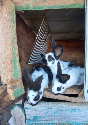 Iepurași fluture german  - imagine 3