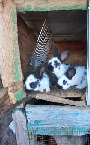 Iepurași fluture german  - imagine 5