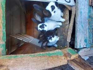 Iepurași fluture german  - imagine 2