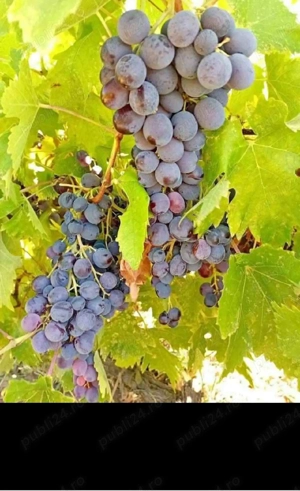 butasi de vita de vie de anul 2 și de anul 3