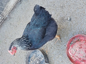 Găini de vânzare  - imagine 4