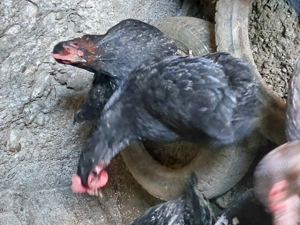 Găini de vânzare  - imagine 5