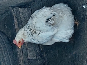 Găini de vânzare  - imagine 2