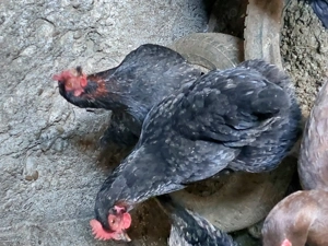 Găini de vânzare  - imagine 3