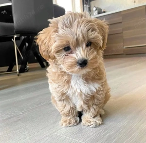 Maltipoo Toy 9 saptamani