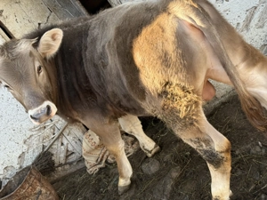 Vând Taur bun demonta  - imagine 2