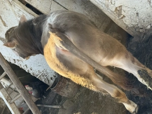 Vând Taur bun demonta 