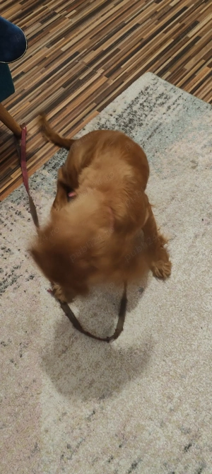 cocher spaniol talie mică 