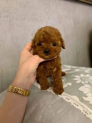 Poodle Toy Korea Red ( bear type -ursulet) - imagine 2