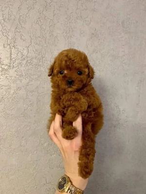 Poodle Toy Korea Red ( bear type -ursulet) - imagine 3