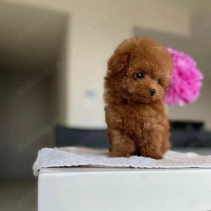 Poodle Toy Korea Red ( bear type -ursulet)