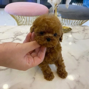 Poodle Toy Korea Red ( bear type -ursulet)