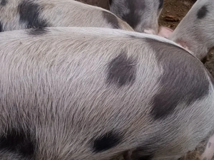 vand porci - imagine 2