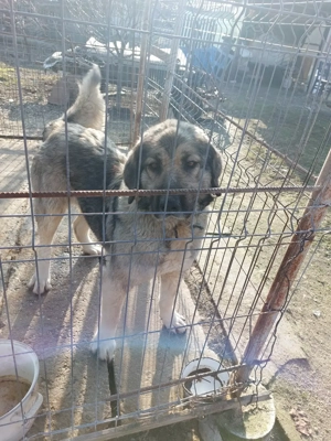 Femelă de ciobanesc  - imagine 3