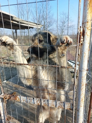 Femelă de ciobanesc  - imagine 4