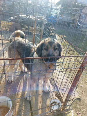 Femelă de ciobanesc 