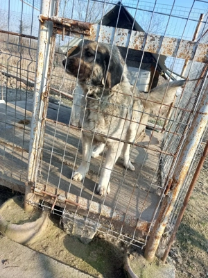 Femelă de ciobanesc  - imagine 5