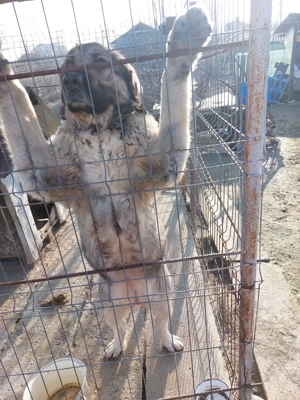 Femelă de ciobanesc  - imagine 2