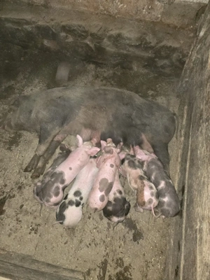 scroafă cu purcei  - imagine 3