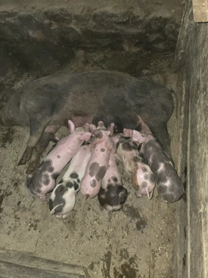 scroafă cu purcei  - imagine 2