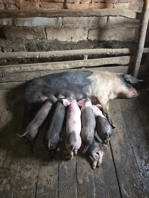 scroafă cu purcei  - imagine 4