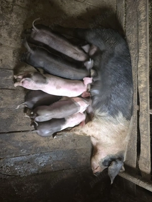 scroafă cu purcei  - imagine 2